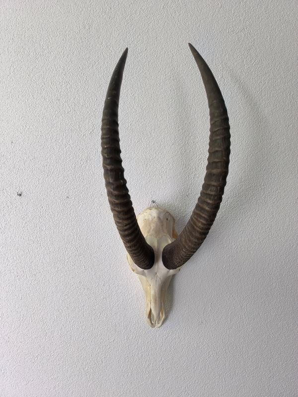 Altre raccolte & rarità: echten Schädel einer Ibex- oder Steinbock – Usato da Rüti ZH venduto da Restwert_Rueti_ZH