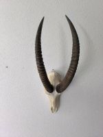 echten Schädel einer Ibex- oder Steinbock
