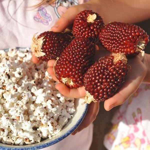 Piante & sementi: MAÏS FRAISE  15g – Nuovo (secondo la descrizione) da Bremblens venduto da FIBONACCI369 3