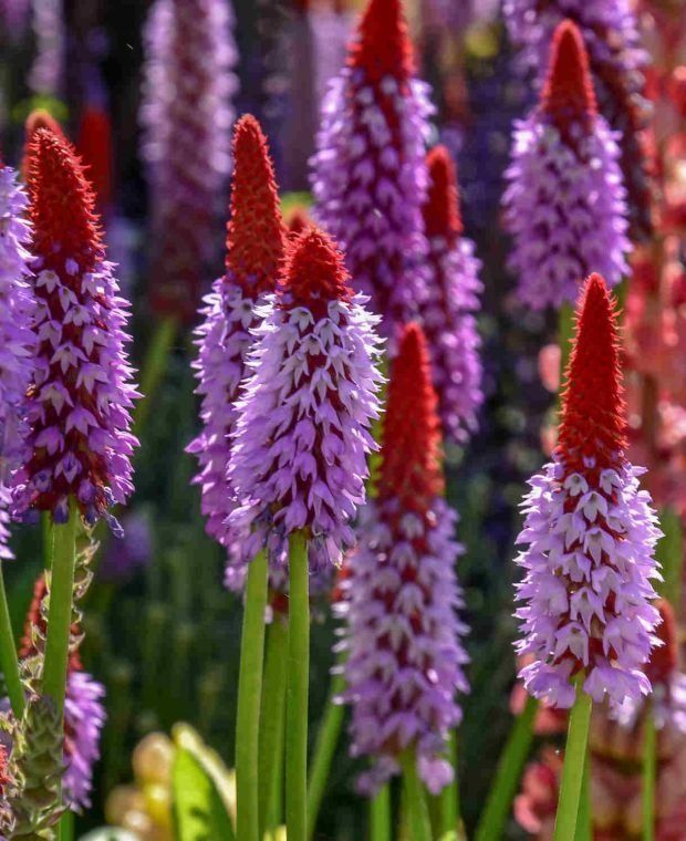 Piante & sementi: Orchideenprimel - Primula vialii - 500 Samen – Nuovo e nell'imballaggio originale da Sumiswald venduto da Cham14558