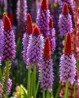 Orchideenprimel - Primula vialii - 500 Samen