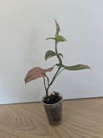 Syngonium Pink Splash Red Spot- Rare