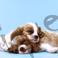 Serviette puppy love (1628) 2Stk.