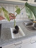 Monstera Albo Variegata Steckling mit Wurzeln