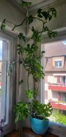 Frischer Steckling von Monstera radiphora – gesunde, pflegel