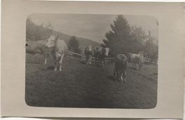 Landwirtschaft/Alpwirtschaft 1920 Kühe BE/FR/VD/NE?