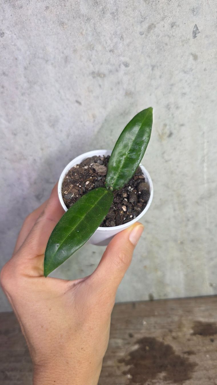 Pflanzen & Samen: Hoya hypolasia – Neu (gemäss Beschreibung) aus St.Erhard von Plumilandschweiz 1