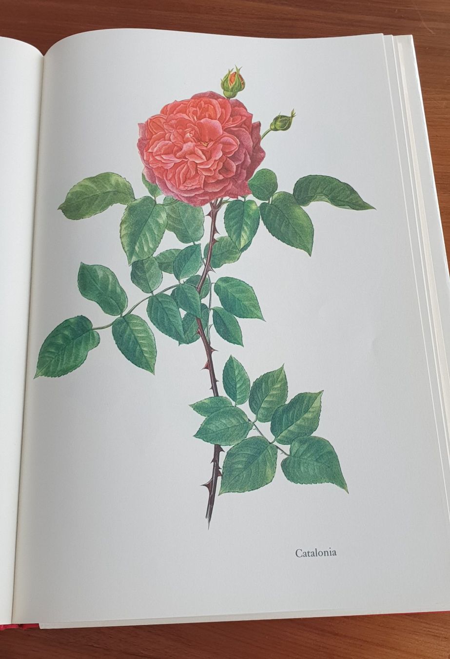 Libri: "Vom Ruhm der Rose" – Usato da Luzern venduto da Tangerine6 2