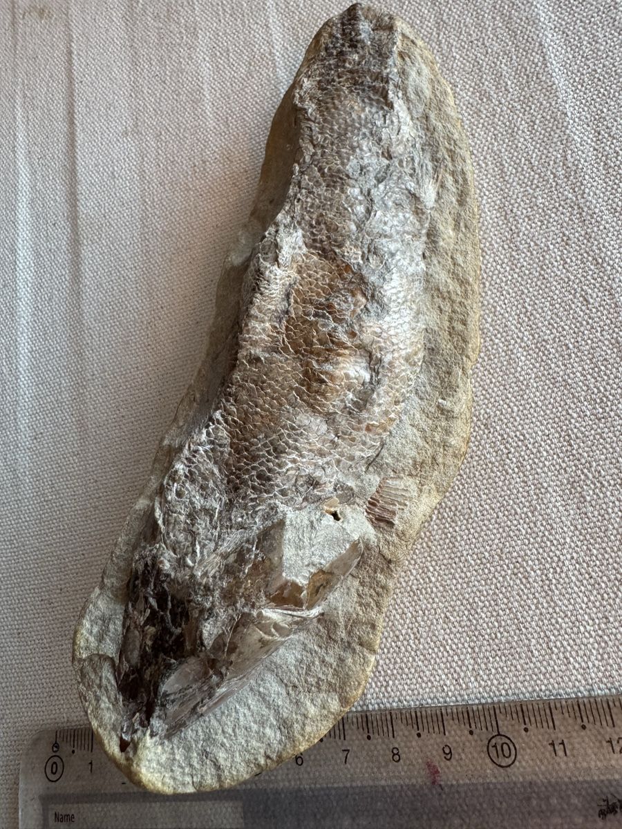 Fossilien: 🔥Fossil fish specimen approximately 16 cm long – Gebraucht aus Morges von SevArt 2