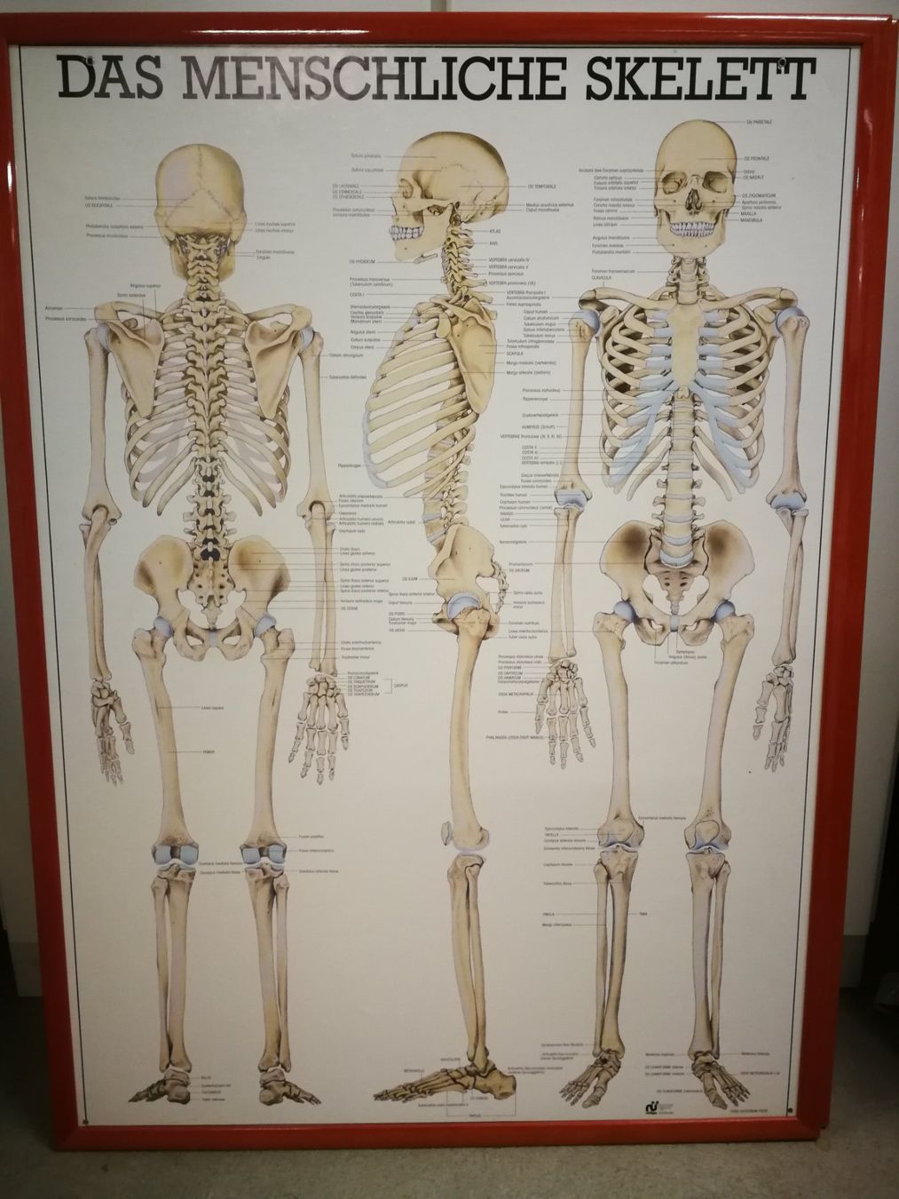 Foto & Immagini: 5 Anatomische Bilder/ Plakate eingerahmt – Usato da Horgen venduto da lemisk 4