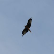 Profile image of Volo28