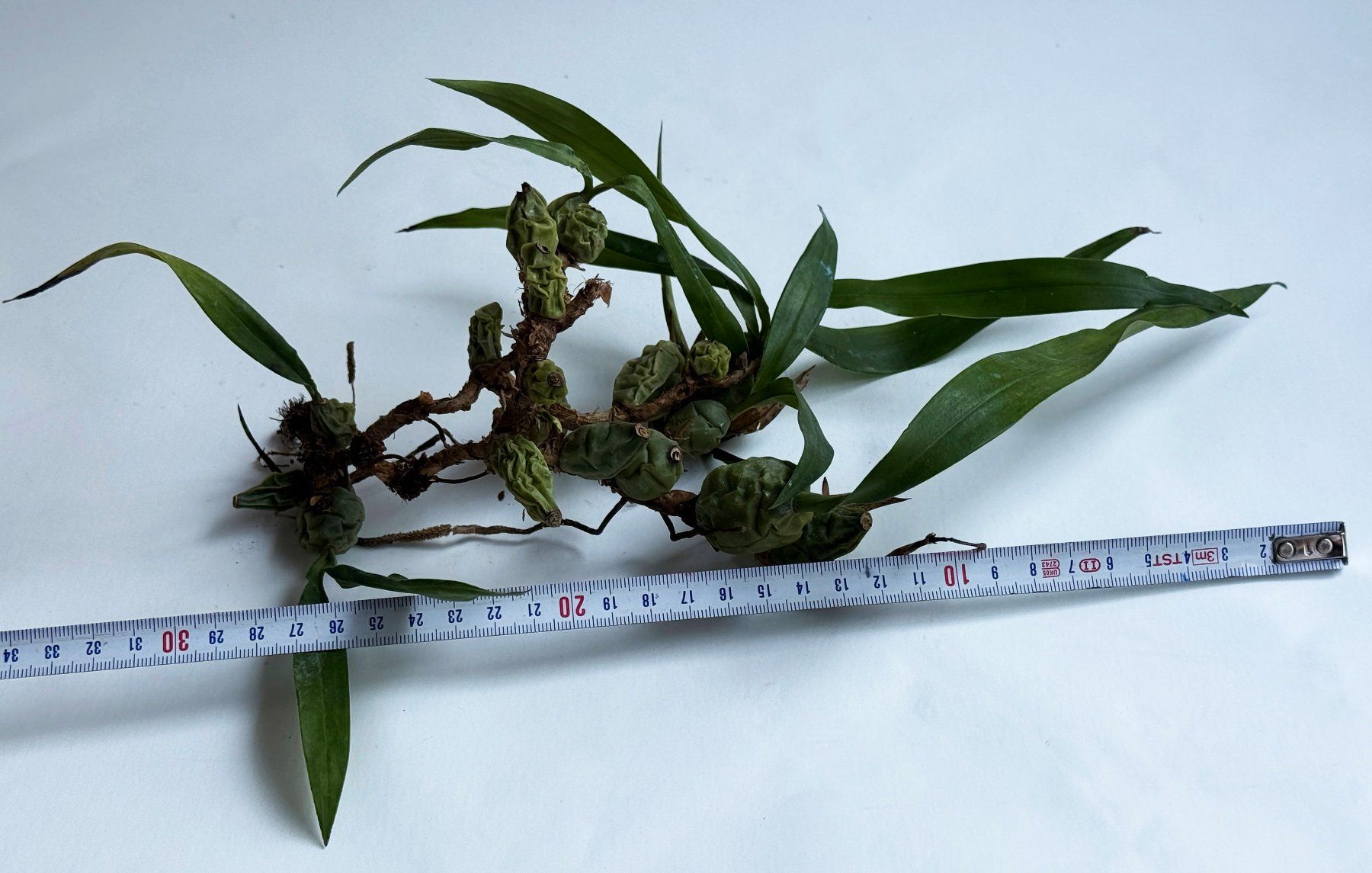 Pflanzen & Samen: Orchidee ¦ Coelogyne cristata ***** – Neu (gemäss Beschreibung) aus Dübendorf von Orchid18 1