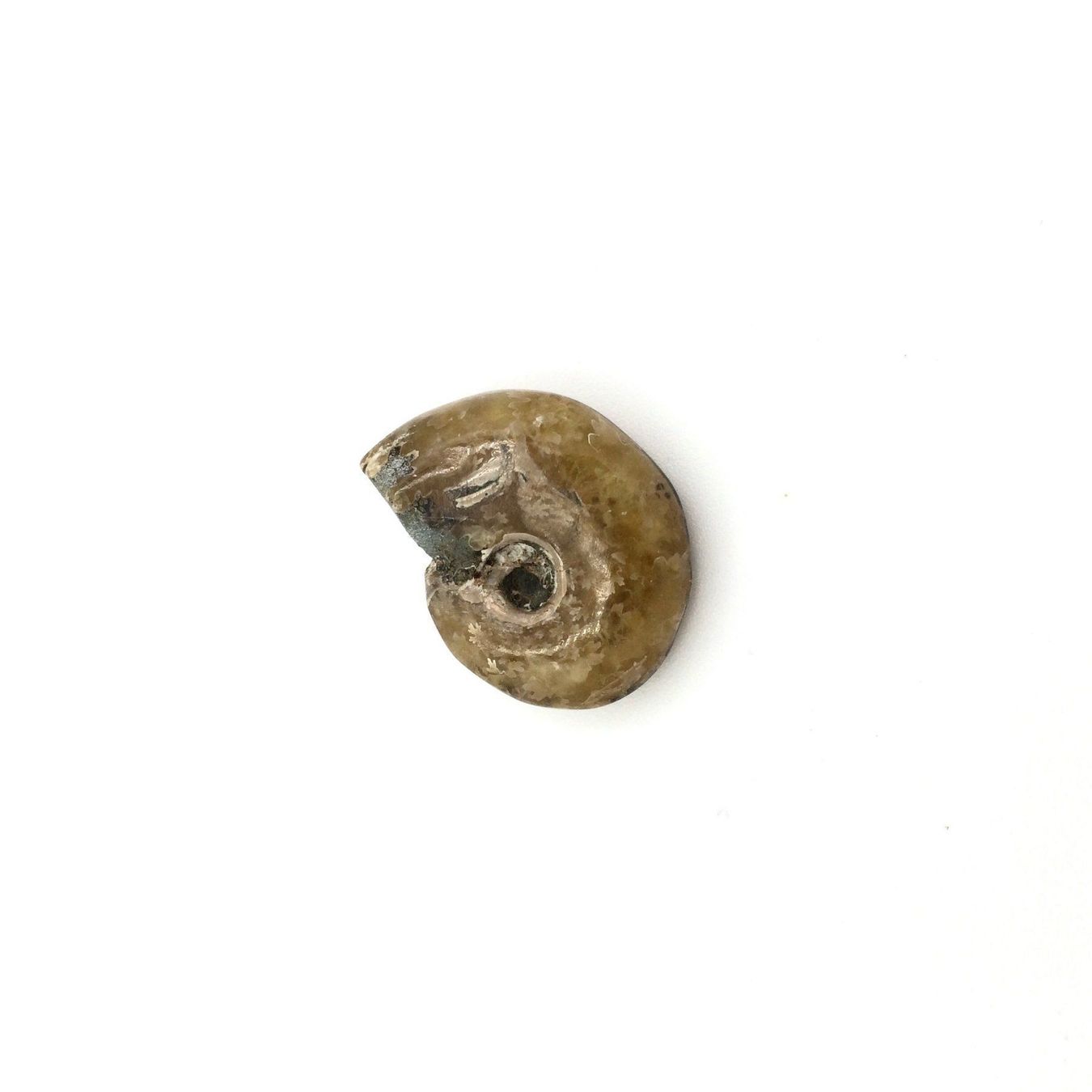 Fossilien: Ammonit - Cleoniceras - Madagaskar – Neu (gemäss Beschreibung) aus Samstagern von Spliti
