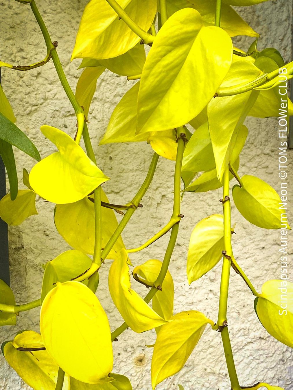 Piante & sementi: Scindapsus Aureum Neon - leuchtend gelb - stark & robust – Nuovo e nell'imballaggio originale da Adliswil venduto da astom369
