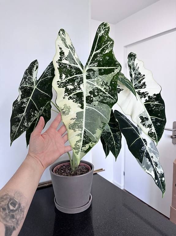 Piante & sementi: Grosse Alocasia Frydek Variegata – Usato da Oberbuchsiten venduto da Muskatellerchen 2