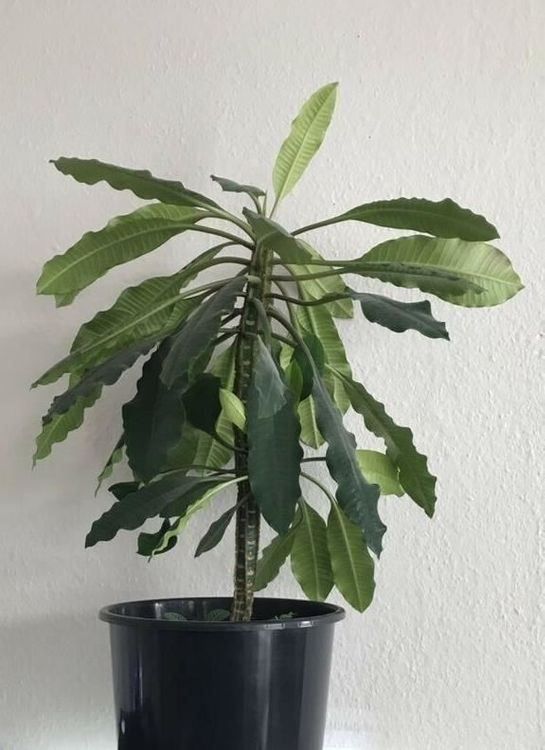Piante & sementi: Madagaskar-Juwel/junge Spuckpalme – Nuovo (secondo la descrizione) da Winterthur venduto da Aniger 9