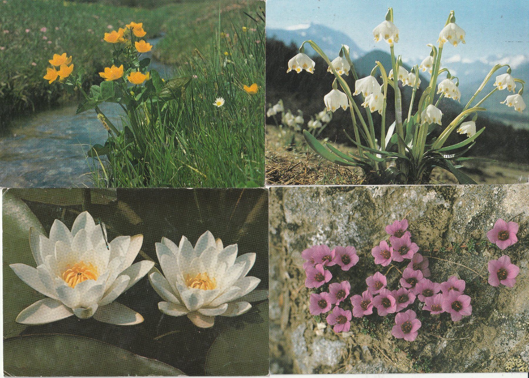 Ansichtskarten: 40 Diverse Blumenkarten – Gebraucht aus Lumbrein von made02 8
