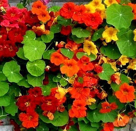 10 Samen Kapuzinerkresse MIX “TROPOAEOLUM MAJUS” 10 Graines Kaufen