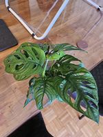 Monstera adansonii monkey mask Stecklinge 