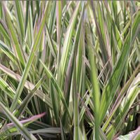 Rohr-Glanzgras - Phalaris arundinacea L.
