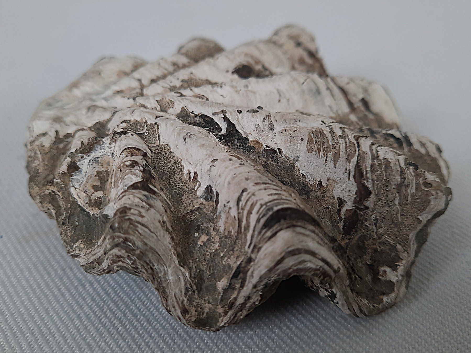 Fossili: Fossile Muscheln und Seeigelstacheln – Usato da Beinwil am See venduto da Restwert_Beinwil 6
