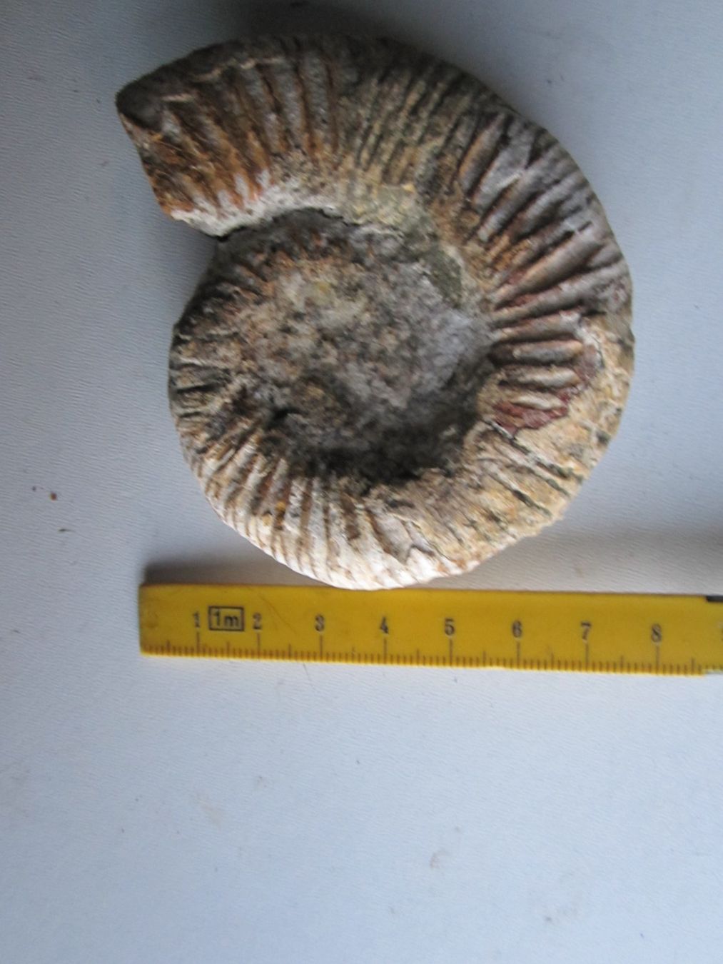 Fossili: Ammonite 3 – Nuovo (secondo la descrizione) da Weier im Emmental venduto da waefler03 2