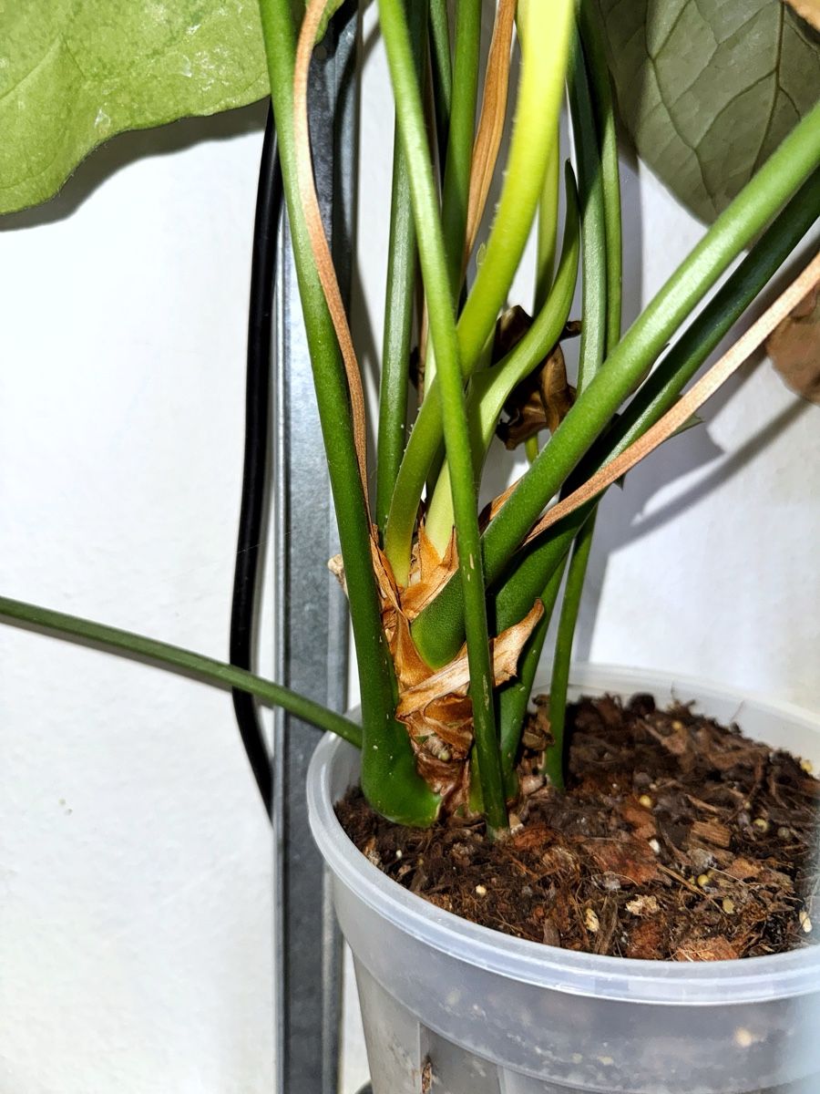 Piante & sementi: Anthurium Delta Force – Nuovo (secondo la descrizione) da Bern venduto da Lucas_Ma 1