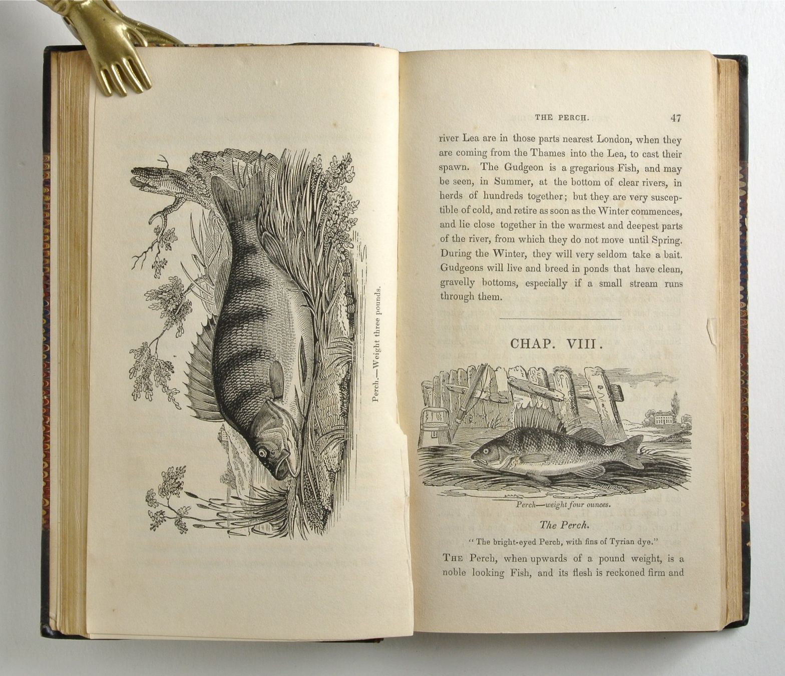 Libri: Salter, T.F. The Angler`s Guide – Usato da Erschwil venduto da taglang 6