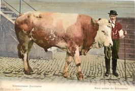 Simmental   BE  -    Zuchtstier       um  1 9 0 5