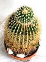 Goldkugelkaktus*(Echinocactus grusonii)*****