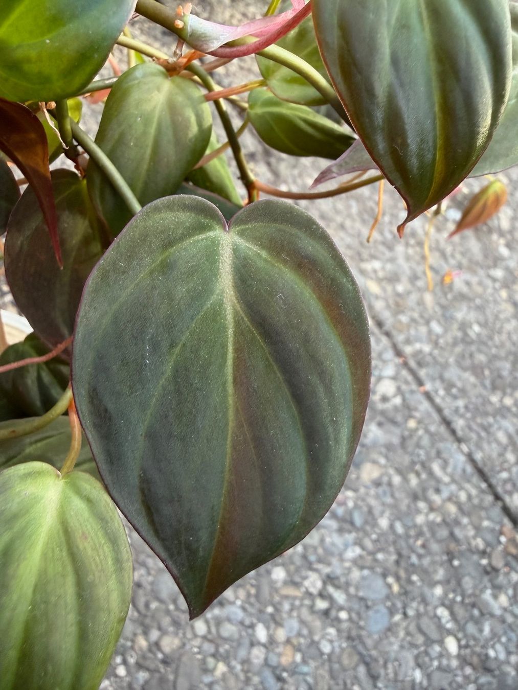 Piante & sementi: Philodendron scandens micans, getopfte Pflanze – Usato da Winterthur venduto da Aniger 2