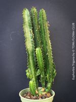 Euphorbia Trigona - Afrikanischer Milchbaum - rund 45cm