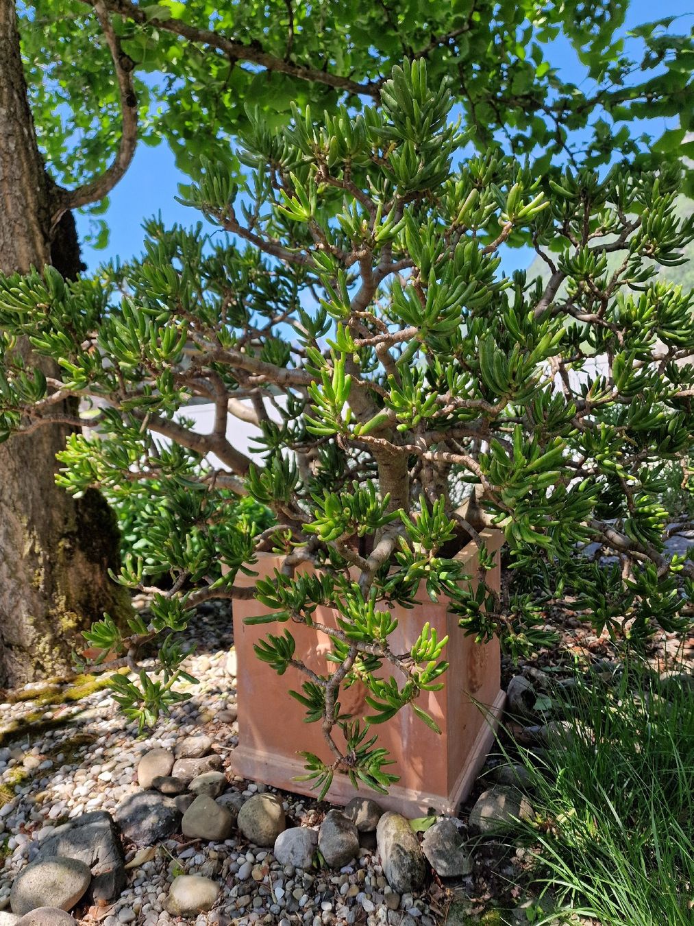 Piante & sementi: Grosse Crassula ovata 'Gollum' Jadebaum inkl. Topf – Nuovo (secondo la descrizione) da Bürglen UR venduto da luiroedes 3