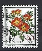 1977 - PJ / Rosen - Rosa foetida blcolor