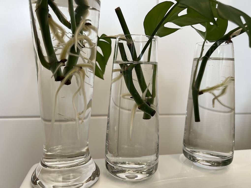 Piante & sementi: Monstera minima - Stecklinge – Usato da Sargans venduto da -VS- 1