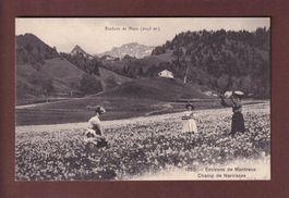 Environs de Montreux - Champ de NARCISSES