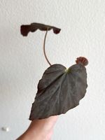Begonia Pavonina