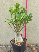 Adenium obesum Hybride / weisse, ungefüllte Blüten