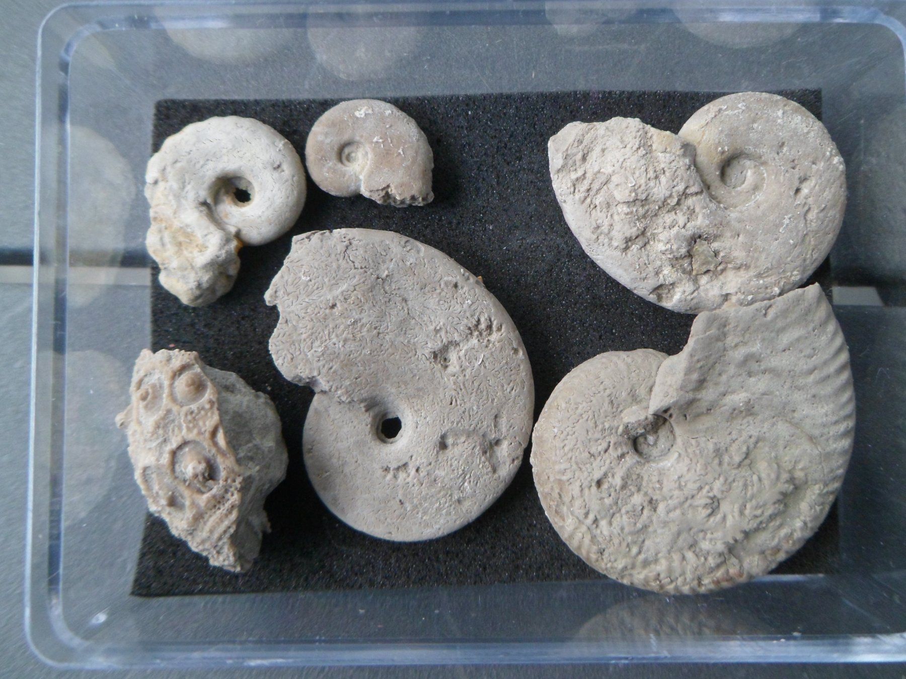 Fossiles: Fossil Schweiz – D'occasion à Affoltern am Albis par Fossil60