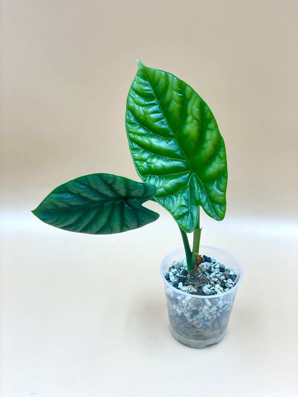 Pflanzen & Samen: Alocasia Sinuata – Neu (gemäss Beschreibung) aus Zürich von Leafscape