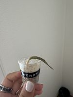 Alocasia Venom Rhizom