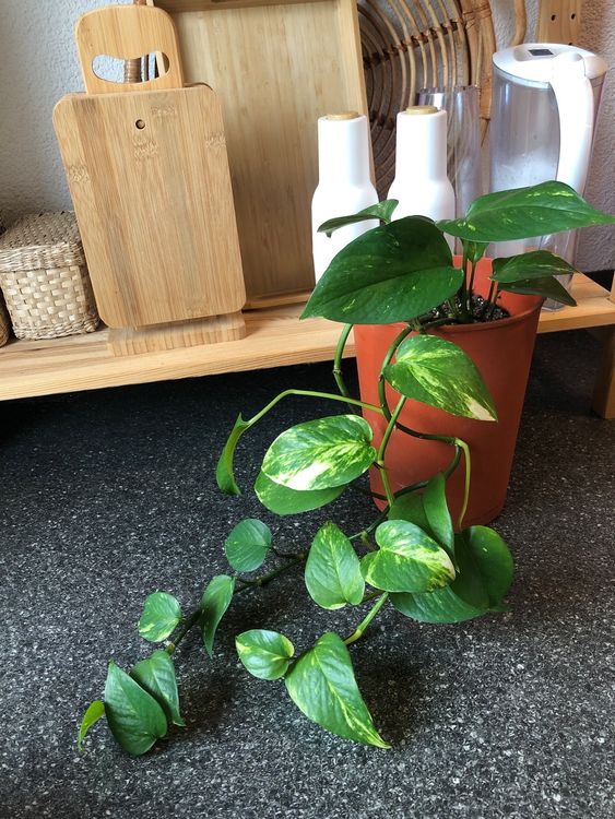 Pflanze Effeutute, Epipremnum aureum, Pothos, Devil's Ivy Kaufen auf Ricardo