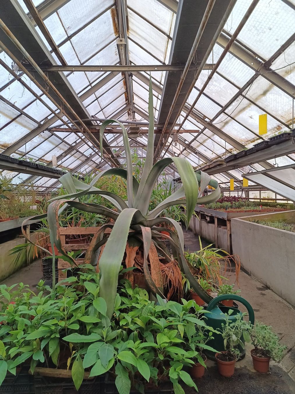 Piante & sementi: Agave americana 60 jährig – Usato da Zug venduto da SirGoldFish