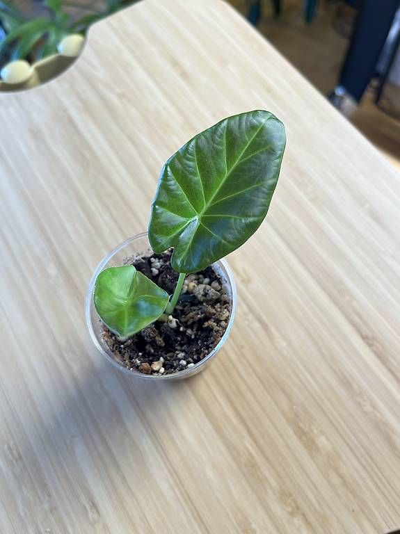 Piante & sementi: Alocasia Regal Shield baby – Nuovo e nell'imballaggio originale da Wallenwil venduto da LadyLeaf_Ellis1 1
