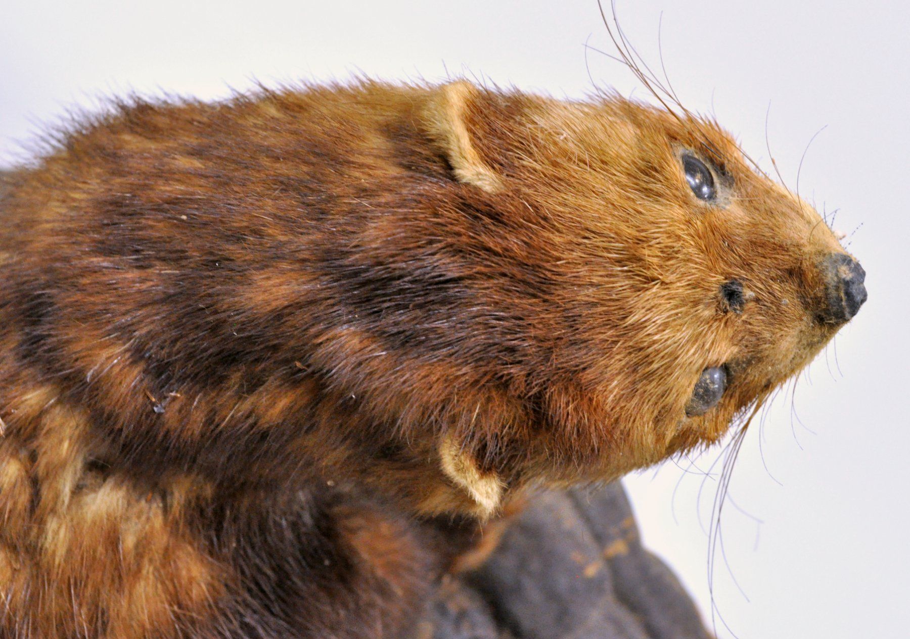 Welt der Tiere: Putois naturalisé – Gebraucht aus Neuchâtel von Neuchatel 9