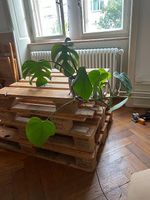 Monstera