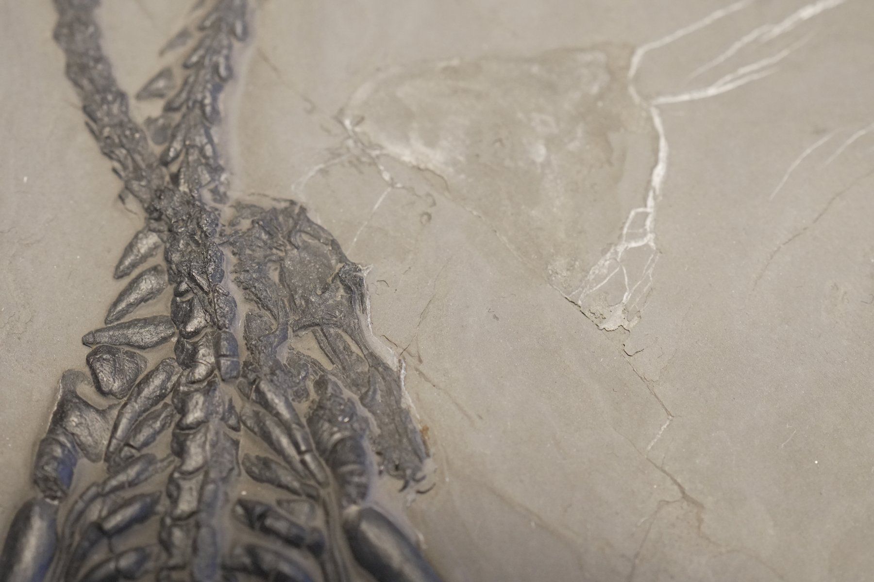Fossili: Top Keichousaurus Hui – Usato da schüpfen venduto da rica122 1