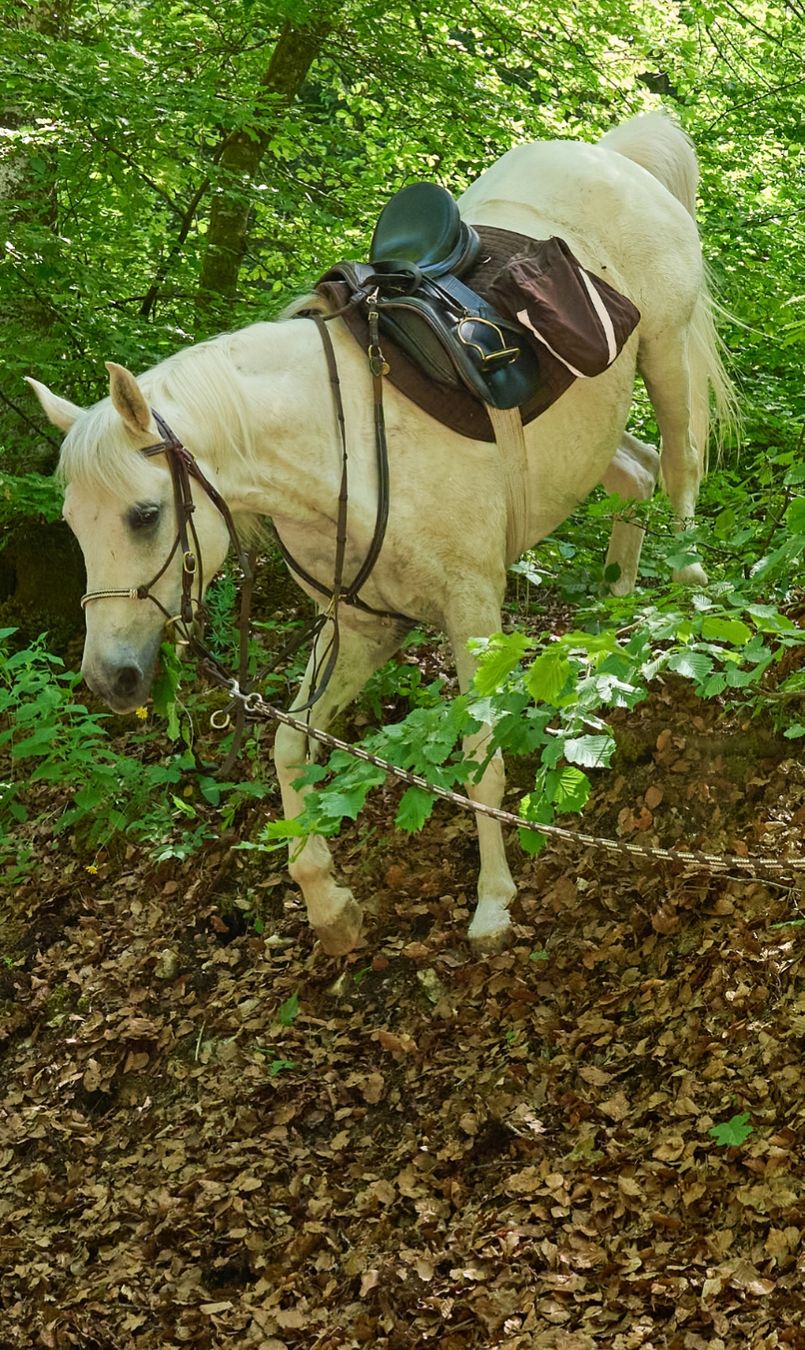 Sattel & Sattelzubehör: Wanderreitschabracke – Gebraucht aus Rafz von Jenninnocent 4