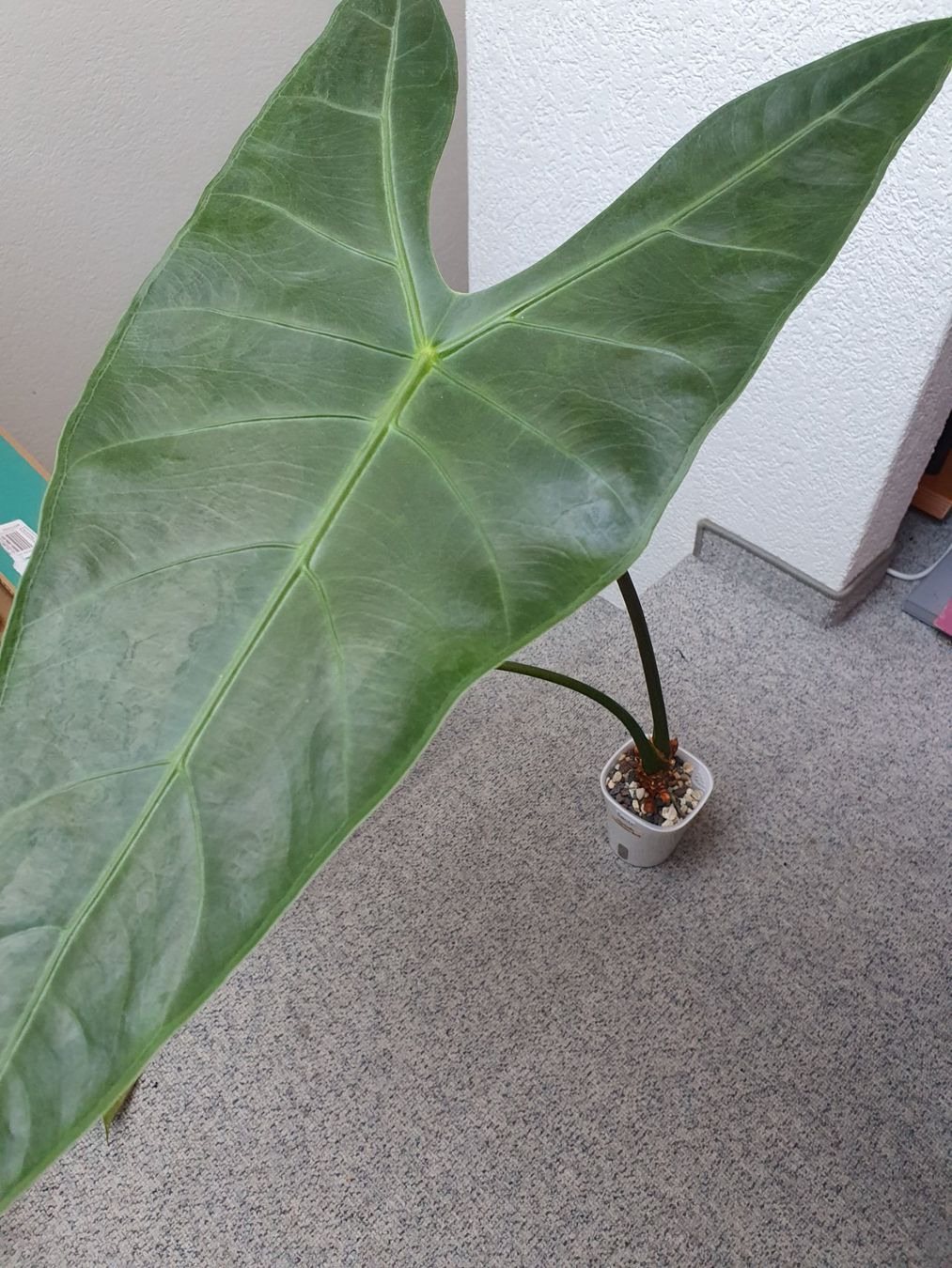 Piante & sementi: Alocasia Longiloba GoG – Usato da Erlinsbach SO venduto da Lea030 1