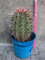 *RARITÄT* Saguaro-Riesenkaktus Carnegiea gigantea